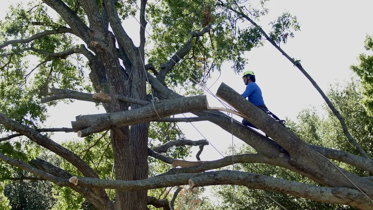 Professional Crown Thinning performed by certified arborists in Boyes