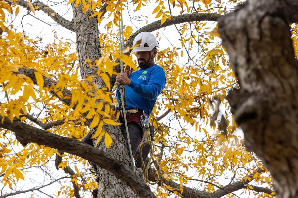 Skilled Tree Pruning crew working in Boyes